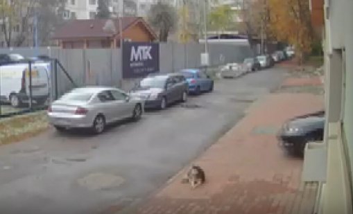 Повдигнаха обвинение на македонеца, прегазил кучето Мая