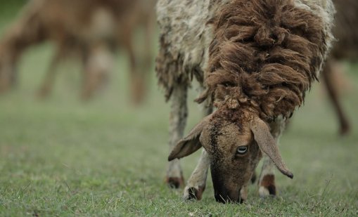 Двама станаха обвиняемите за кражбата на овце във Варненско