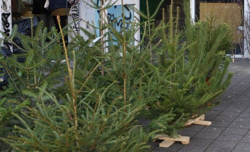 Елхите във Варна вървят от 30 до 300 лева