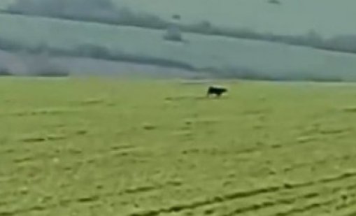 Видели шуменската пантера край Ловеч?