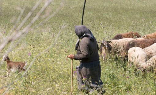 Издирват възрастна жена, изчезнала в Средна гора