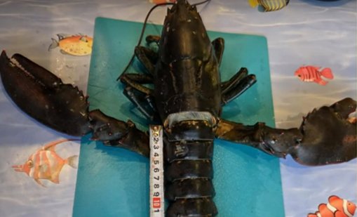 Екзотични екземпляри плуват в Черно море: Рибари хванаха огромен омар 