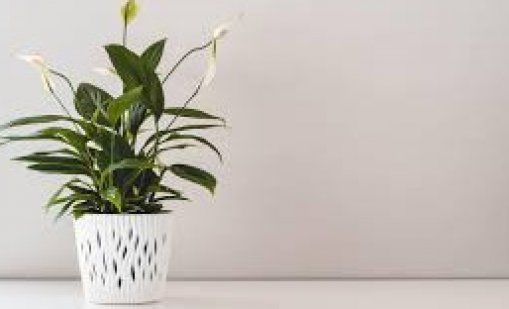 Арестуваха турист, откраднал цвете със саксия от курорт край Варна