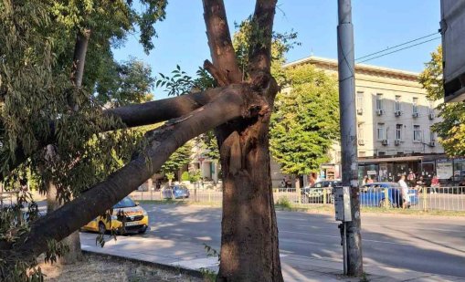Премахват опасно дърво в градинката на Катедралата