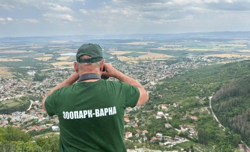 Откриха останки от убити от пумата животни край Шумен