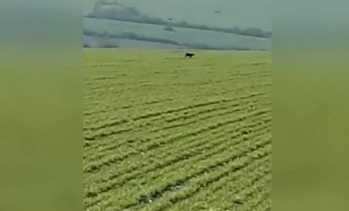 Появи се ново ВИДЕО с хищника от Шумен