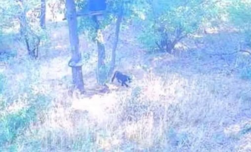 Нов сигнал за черната пантера от Шуменското плато
