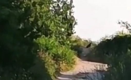 От Шумен към Силистра: Черният леопард се е появил в Тутраканско?