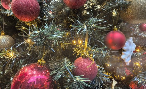 Между 30 и 100 лева струват естествените елхи на пазарите във Варна