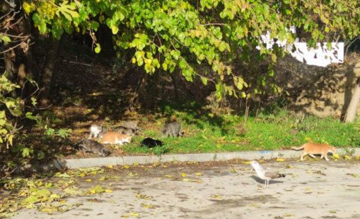 Започва кастрация на бездомните котки във Варна