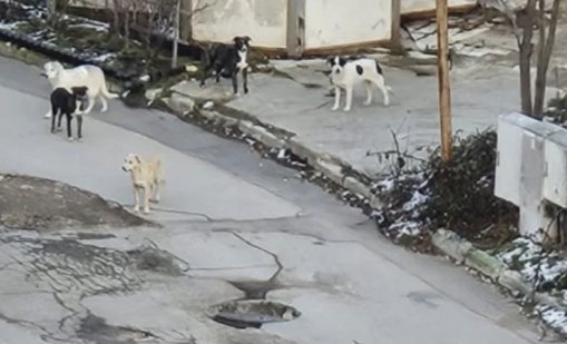 Глутница нападна дете в Ален Мак, хората се оплакват от системни нападения 