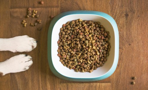 Протест пред общинския приют за животни в с. Каменар, ще се пренесе и пред Обшина Варна