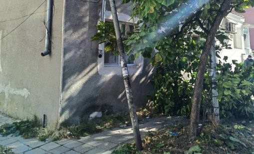 Поредно дърво падна във Варна