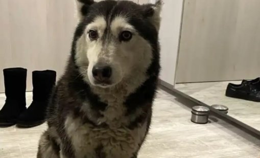 ВМА отстрани от работа лекаря, прегазил куче в София