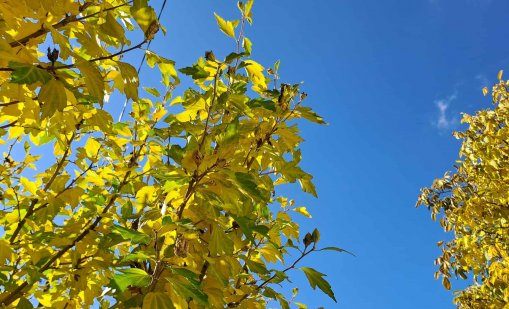 През следващото денонощие ще е предимно ясно и слънчево