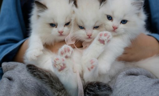 Котките са приятели с хората от около 4000 години