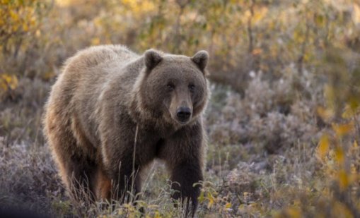 Въвеждат нови правила за действие при навлизане на мечки