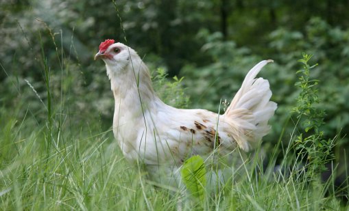 Виц на деня - 3 юли