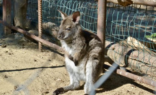 Ново бебе кенгуру радва посетителите на Зоопарк Варна 