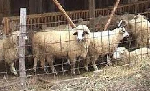 Арестуваха мъж, откраднал овце голям брой овце от стопанство край Варна