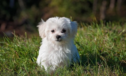 След протестите пред приюта в с. Каменар: Търсят нов ветеринарен лекар 