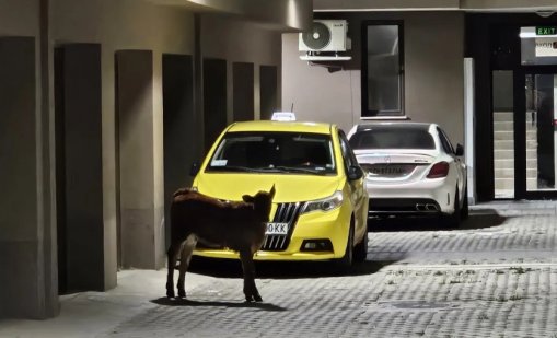 Куриоз: Теле нахлу в жилищна сграда