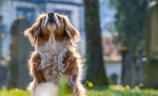 Куриозна кражба във Варна: Мъже отмъкнаха телефон и... куче 