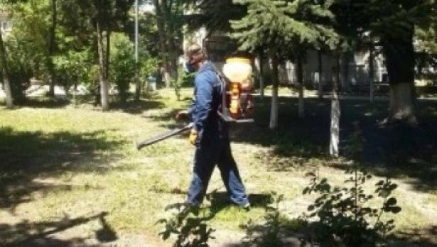 Общината: Няма тигрови комари във Варна
