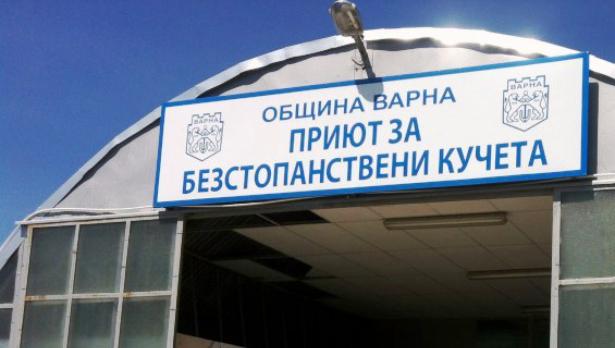Кучкарникът в Каменар пак отваря врати за доброволци