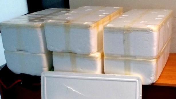 Хванаха китайци с 2 млн. змиорки на летище София
