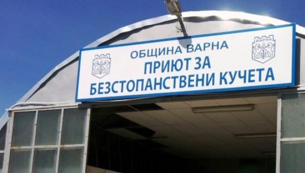 Общинският приют отново приема безстопанствени кучета