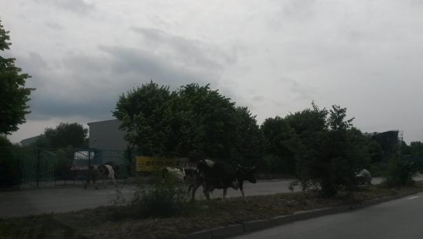 Екзотика във Варна