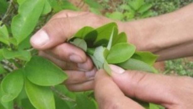 Признаха дъвченето на кока за част от световното културно наследство