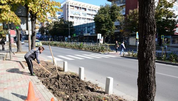 Озеленяват ремонтираните булеварди във Варна