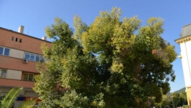 Старият бряст в Сливен е европейско дърво на годината