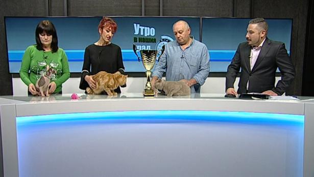 "Щрихи от утрото" (15.11.2019) - Породисти котки от цял свят се събират във Варна