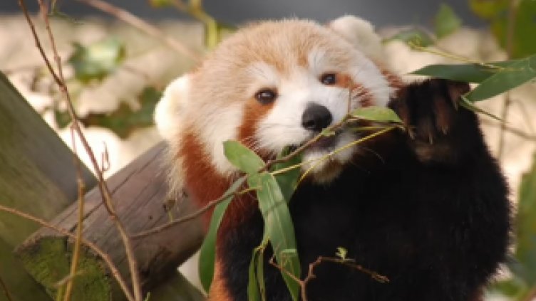 Рядка червена панда избяга от клетката си (Видео)