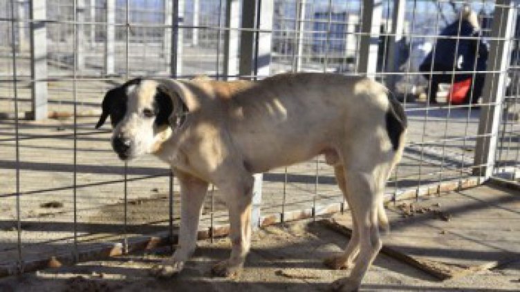 В Ловеч ще правят регистър на кучетата