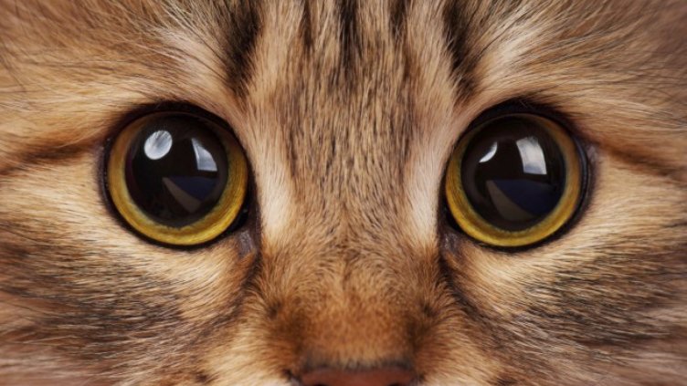 Жена намери убита котка на пътя, направи я на чанта! (Снимка)