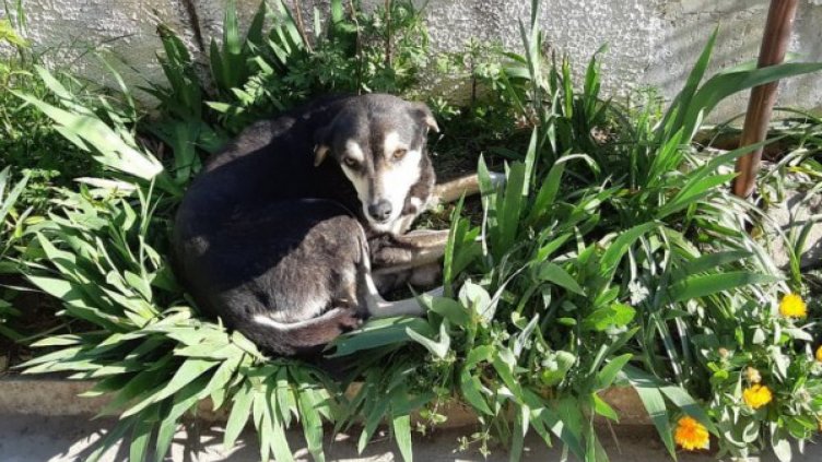 Снимка: HelpBook