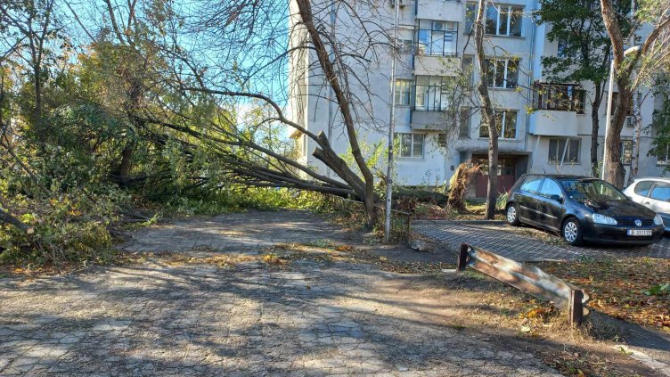 Огромно дърво запречва изхода на училище във Варна 