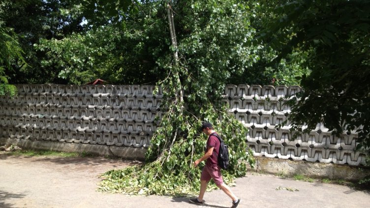 Голям клон падна до Зоологическата градина