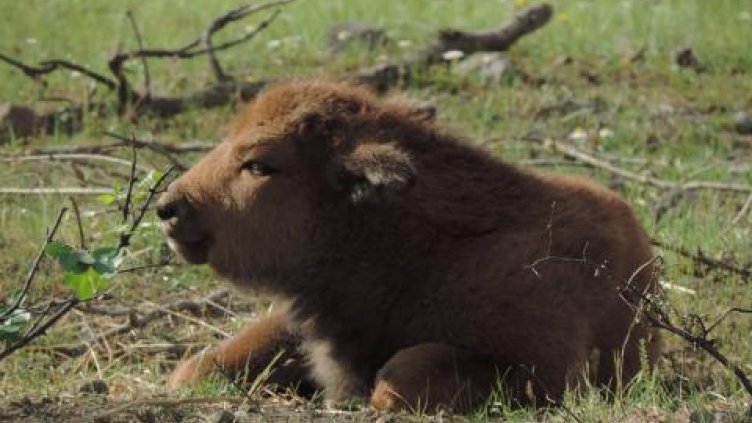 Трето зубърче ще се роди в Източните Родопи