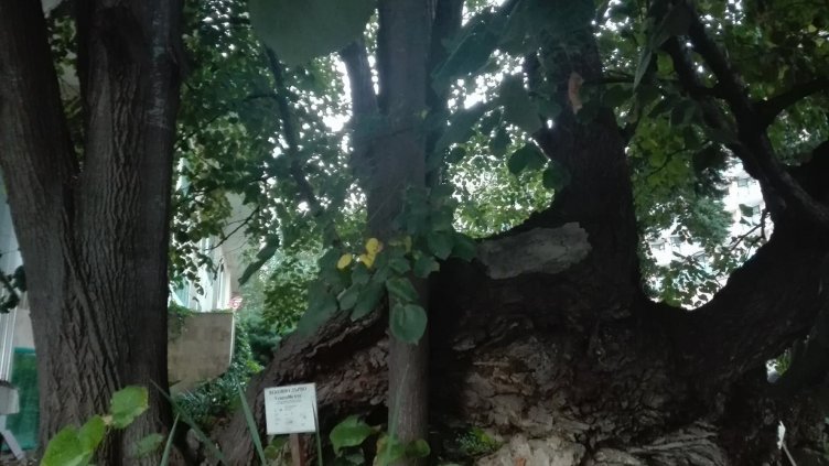 Вековна липа край Варна е финалист в конкурса „Дърво с корен 2018“