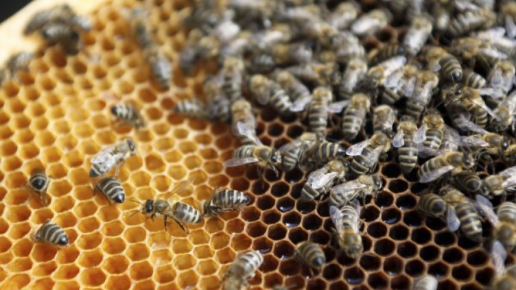 Мистерия: 70-годишна пчеларка – нажилена от 200 пчели