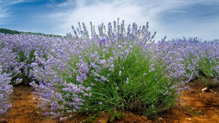 Лавандулата загива без видима причина в цялата страна