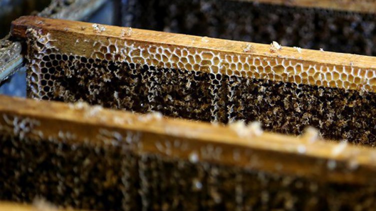 Пчели за над 1 милион долара пострадаха при катастрофа