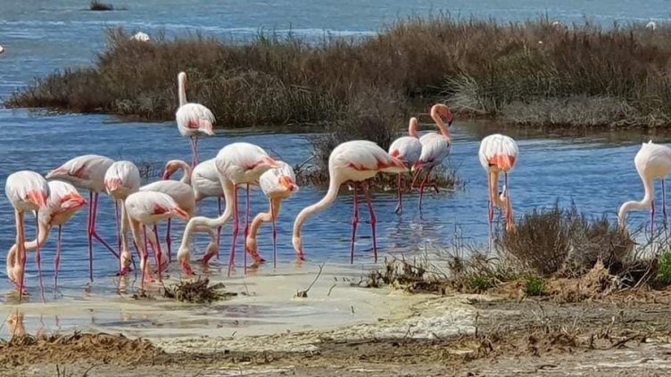 Красота: Хиляди розови фламинги гнездят край Варна (СНИМКИ)