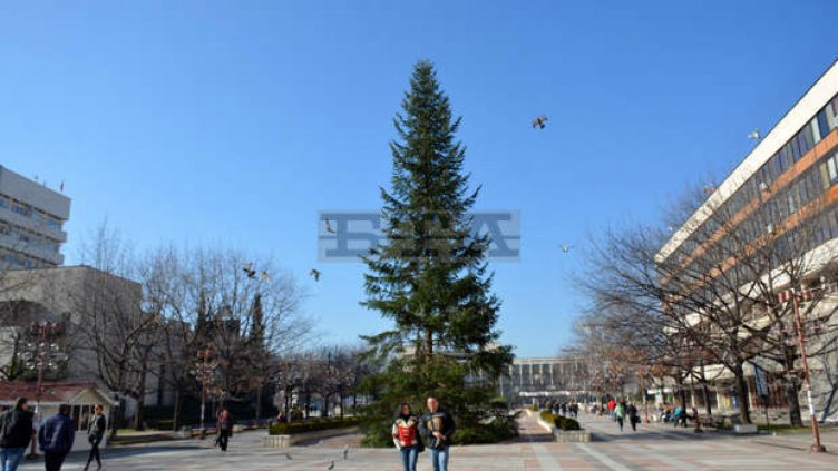 Поставиха елхата в Благоевград, ще я палят в началото на декември