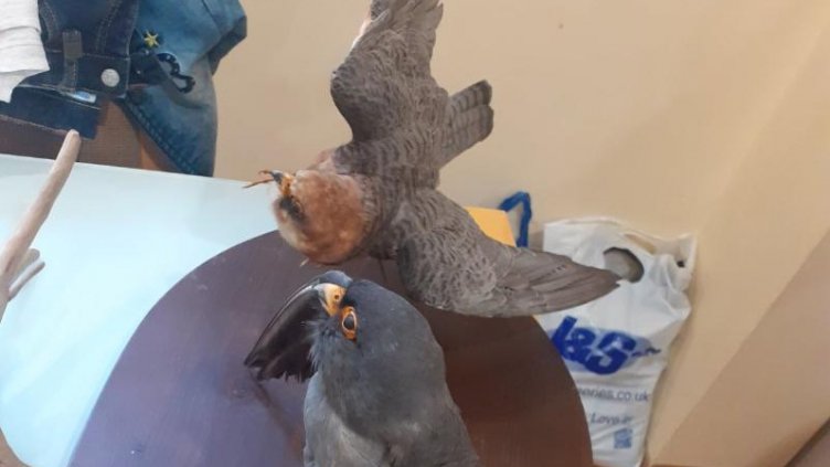 Откриха къща на ужасите в Разград, пълна със замразени трупове на птици и животни (СНИМКИ)